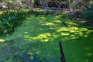 Florida Swamp
