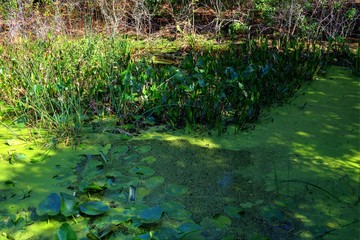 Florida Swamp