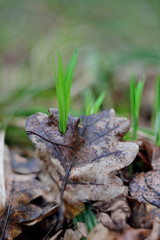 The first spring flowers and shoots.