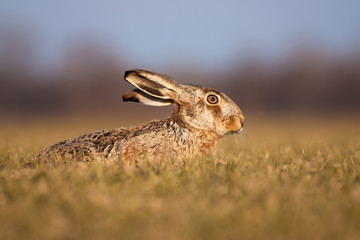 Adorable brown hare, lepus europaeus, lying on the ground and hiding in spring. Cute creature sitting on the field from profile. Animal wildlife at sunset.