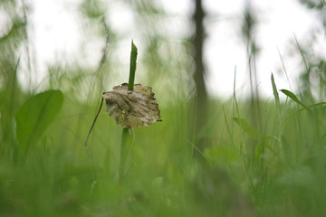 The first spring flowers and shoots.