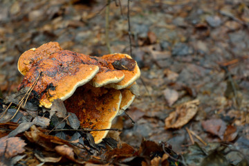 mushroom in the forest