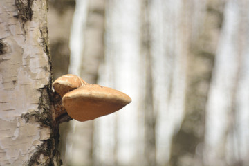 mushroom in the forest