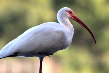 White Ibis