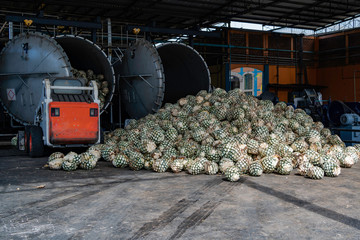 En la fabrica de tequila hay mucho agave y grandes hornos.