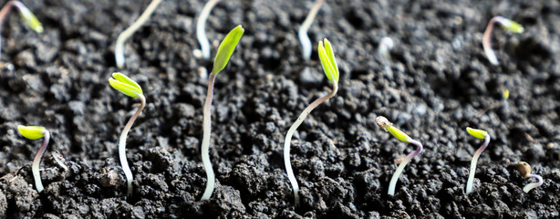 Green sprouts growing from the soil, seedlings