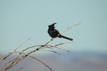 Male phainopepla perched on a thin branch in the Nevada Desert.