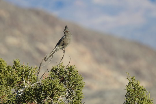 Female phainopepla perched on a small branch in the Nevada Desert.
