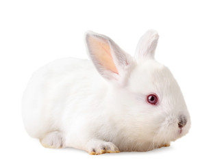 Small rabbit on a white close-up. Isolated