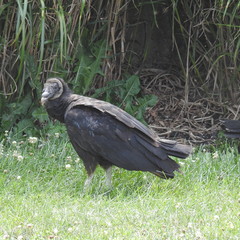 American black vulture relaxing in the green grass growing along the Susquehanna River in Maryland.
