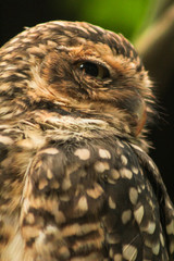 portrait of an owl