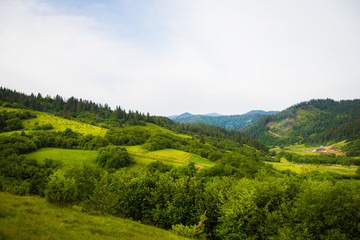 Naklejka premium Carpathian nature in summer