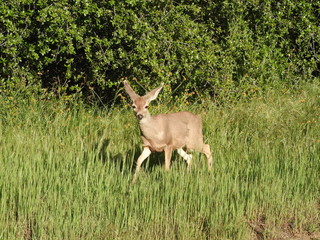 Small mule deer cautiously prancing through the tall grass in the Sequoia National Park, California.