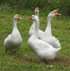 White geese roaming the open farmlands of Pennsylvania. 
