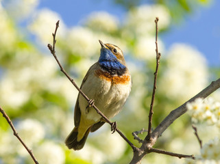 Bluethroat on the bird cherry tree 