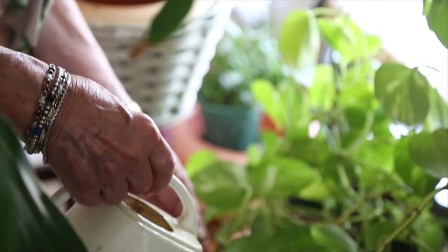 Old woman is watering plants