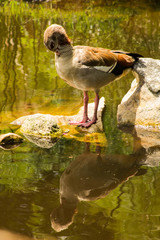 Pretty duck in the water