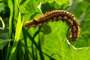 Drinker (Euthrix potatoria) caterpillar on grass