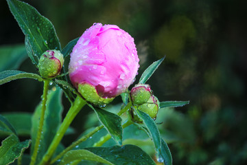 Closeup of a pink flower bud with dew drops on peony petals. Picturesque floral background, peony flower on a beautifully blurred, dark green background.
