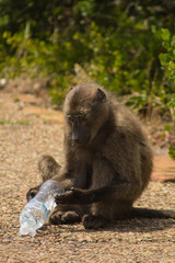 Baboon with a bottle
