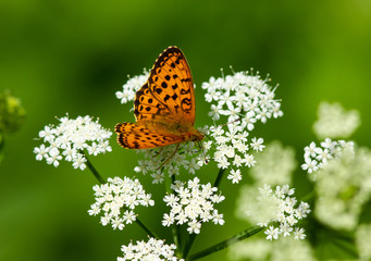 Small pearl-bordered fritillary (Boloria selene) on yarrow flower