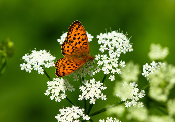 Small pearl-bordered fritillary (Boloria selene) on yarrow flower