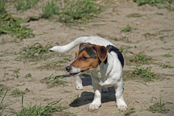Russel Terrier