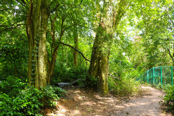 Obraz premium wide landscape, Tree with greenish ground