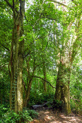 Fototapeta na wymiar wide landscape, Tree with greenish ground