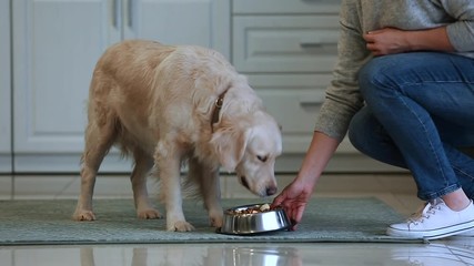 Woman feeding her cute dog in kitchen