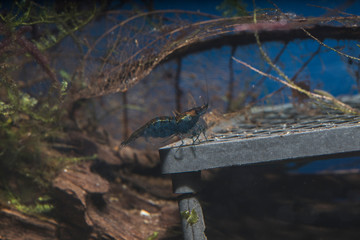 Neocaridina blue Topaz