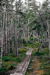 Obraz premium Relaxing hike through forest, Newfoundland