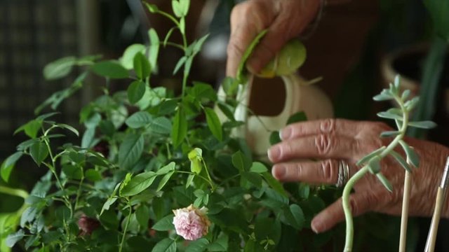 Elderly woman is watering plants