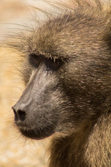 great portrait of a baboon