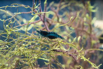 Neocaridina blue Topaz
