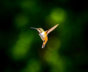 Beautiful female hummingbird in flight © Pascal