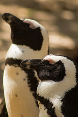 Penguins trying to get a tan