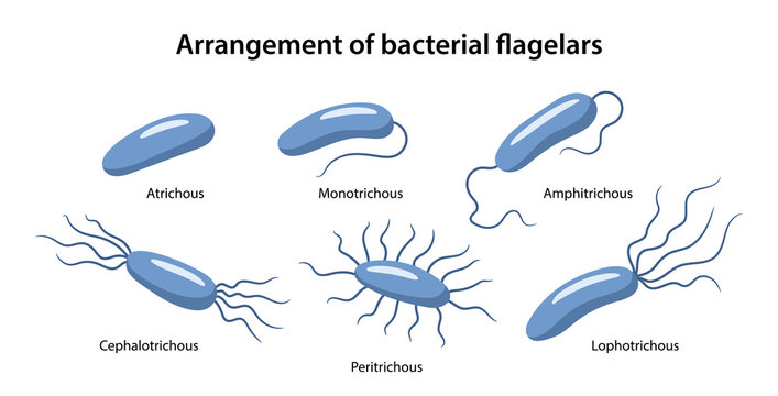 Arrangement of bacterial flagella. Various forms of flagellation with corresponding designations. Microbiology. Vector illustration in flat style isolated over white background.