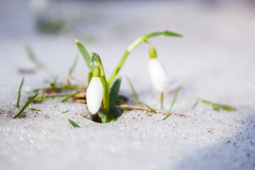 Snowdrops flowers in the snow, closeup