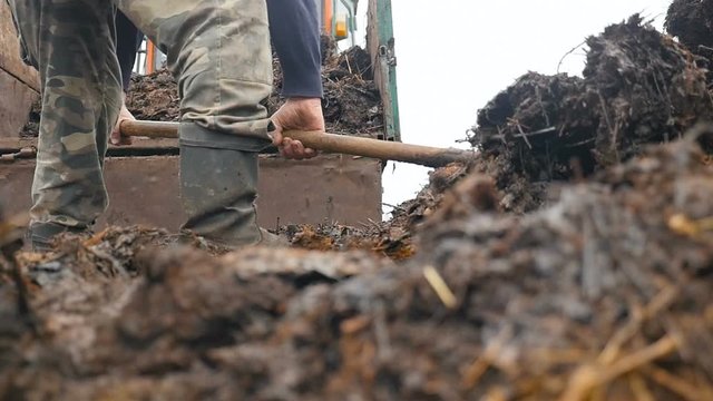 Farmers feet stand in manure. Manure loading. Slow motion