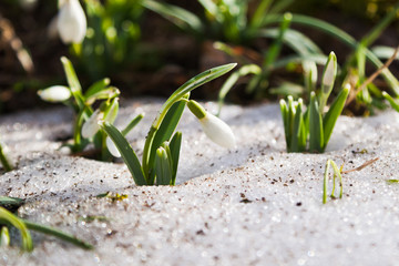 Snowdrops flowers in the snow, closeup