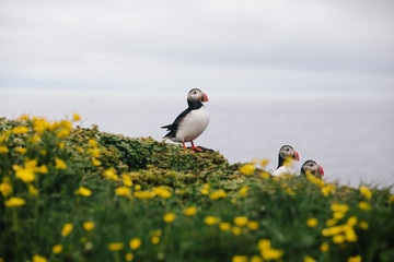 Puffins on Grimsey Island, North Iceland