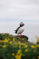 Puffins on Grimsey Island, North Iceland