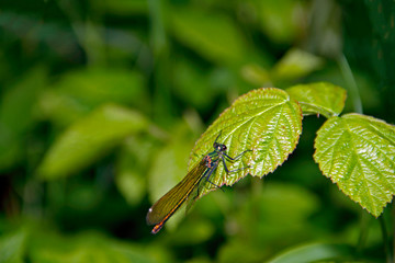 Kleinlibelle
