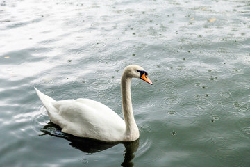White swan in a pond