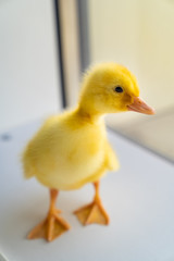 a little yellow duck is on the window. 
