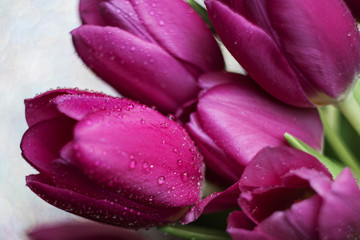 Fototapeta premium tulpen, blumen, frühjahrs, sommer