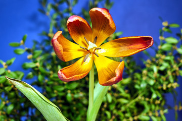 Beautiful red-yellow tulip flower on a blue background.