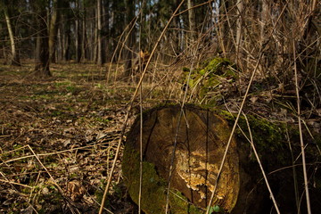 Mossy felled tree trunk in spring forest.