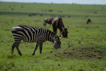 Fototapeta na wymiar Zebra grazing on grass with a herd of wildebeest on the Masai Mara in Kenya